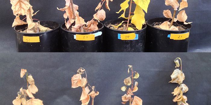 Microbes can Confer Drought Tolerance to Plants