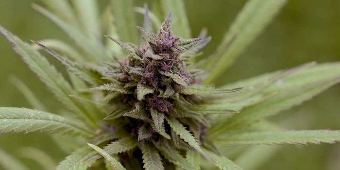 Cannabis Use in Young Adults May Be Linked to Suicidal Thoughts