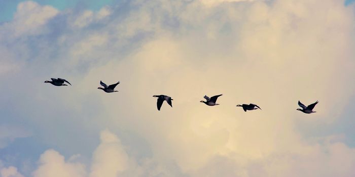 The Dark Side of Urbanization: Light Pollution's Toll on Bird Migration