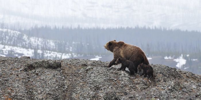 After Hibernation, These Grizzlies Turn to Clams for Nourishment