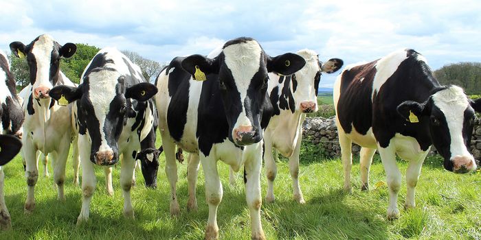 What's the Environmental Footprint of a Glass of Milk?