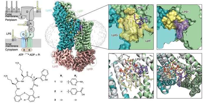 Molecular Glues: A New Frontier in Antibiotic Development Revealed by Harvard Study