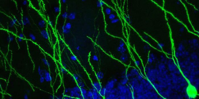 Running Releases Protein Associated With Improved Memory