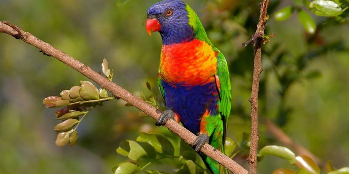 Has the Mystery Behind Peruvian Parrot Geophagy Been Solved?