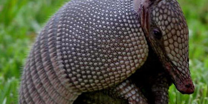 Zoonotic Leprosy is Expanding