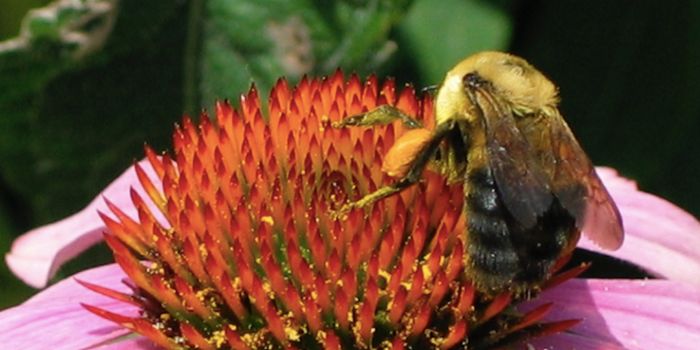 Big Bees Take the Time to Memorize Where the Best Flowers Are