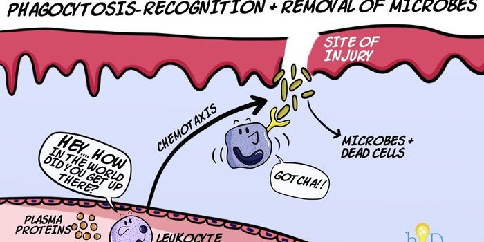 How the Body Rids Itself of Harmful Microbes