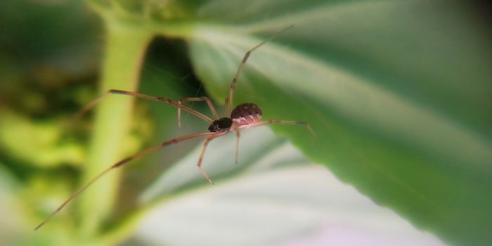 Invasive Brown Widow Spiders Carry Chlamydia-Related Bacteria