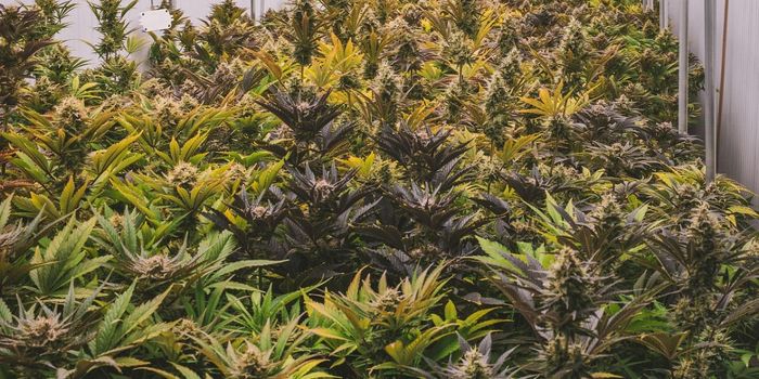 Manufactured CBD Has Good Safety Profile, No Cardiac Issues