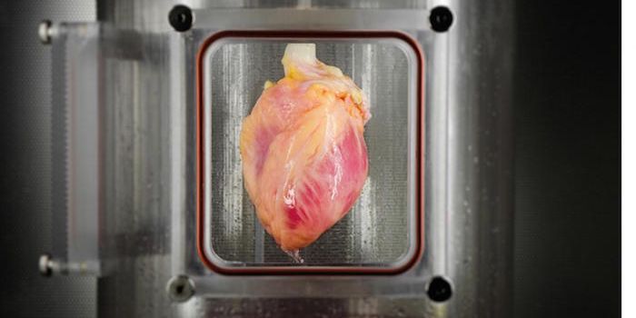 Functional Heart Muscle Regenerated Using Human Cells