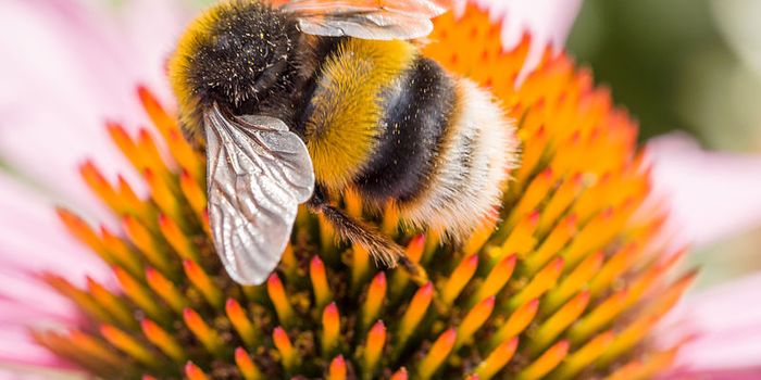 The Latest Buzz on Bumblebees