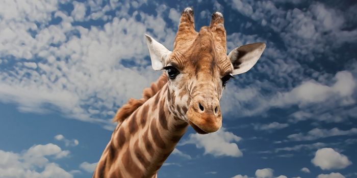Giraffe Conservation Gets More Serious as Species Gains New Protections