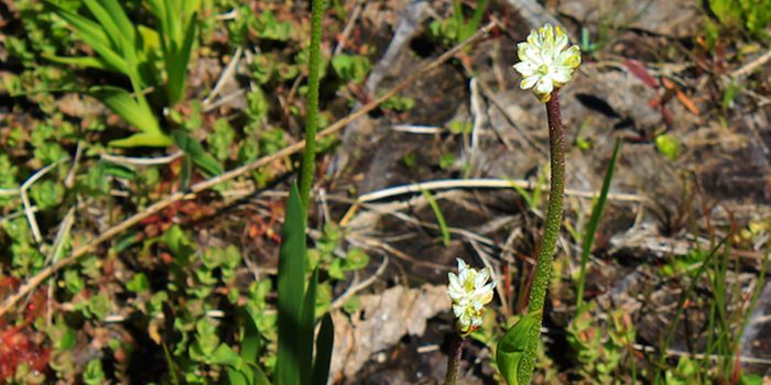 The Killer Instinct of a Dainty Flower is Finally Exposed