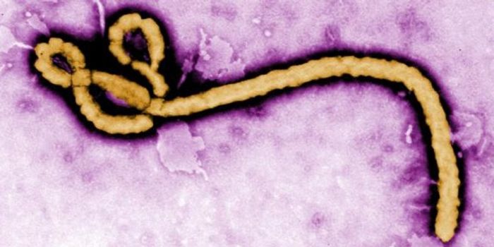 Emerging Diseases Likely to be More Harmful in Similar Species