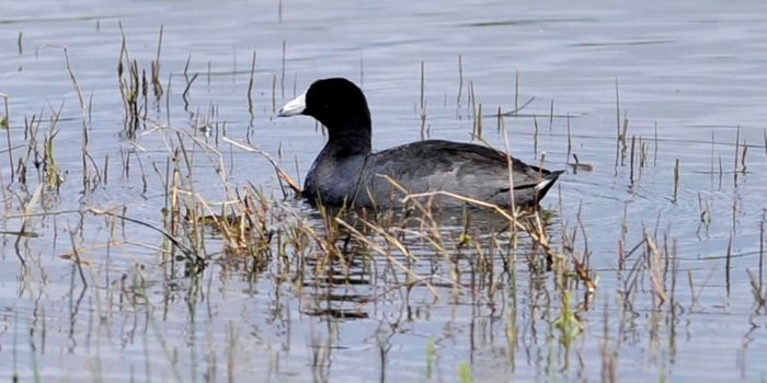 Minimal Shedding of Salmonella by Waterfowl on Texas Coast