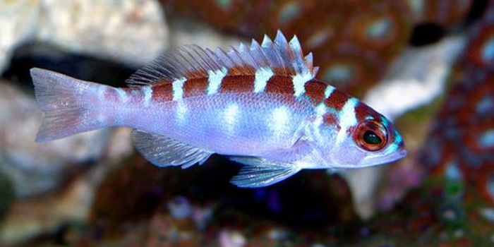 These Fish Change Their Gender Up to 20x Daily