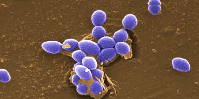 Some Gut Microbiome 'Signatures' Are Linked to Healthy Aging