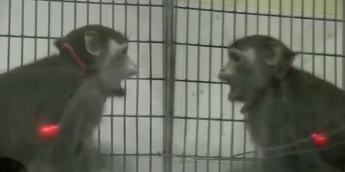 Mirror, Mirror, Who is That?