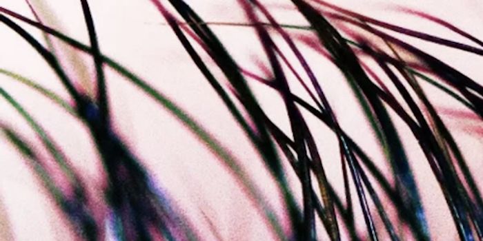 Stem Cells can Reverse Baldness