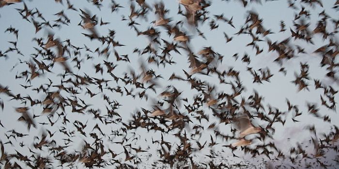 Can Bat Sonar Inspire Better Self-Driving Cars?