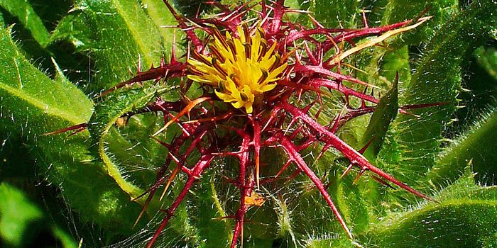 Blessed Thistle's Healing Power: Cnicin's Pharmacokinetics and Axon Regrowth Discovered
