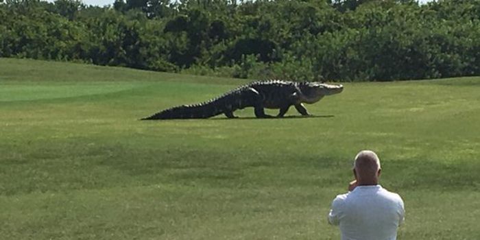 Godzilla-like Gator Spotted at a Golf Course in Florida