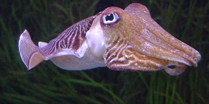 The Cellular Mechanisms Giving the Cuttlefish its Amazing Abilities