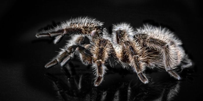 A Newly-Discovered Tarantula Killing Worm Named After Jeff Daniels