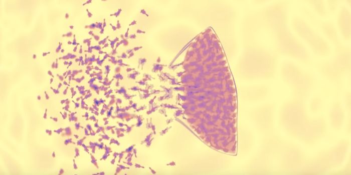 Learning More About the Unknown Viruses in the Human Body