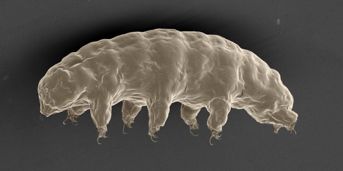 Tardigrade Study Reveals More Secrets About these Fascinating Life Forms