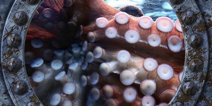 Self-healing polymer modeled after squid ring teeth protein
