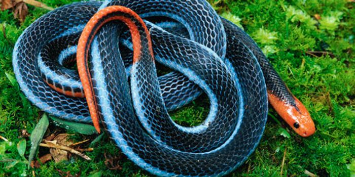 Venom From the 'Killer of Killers' Inspires New Pain Meds