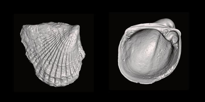 Species of Clams Might Have Experienced Evolutionary Lag