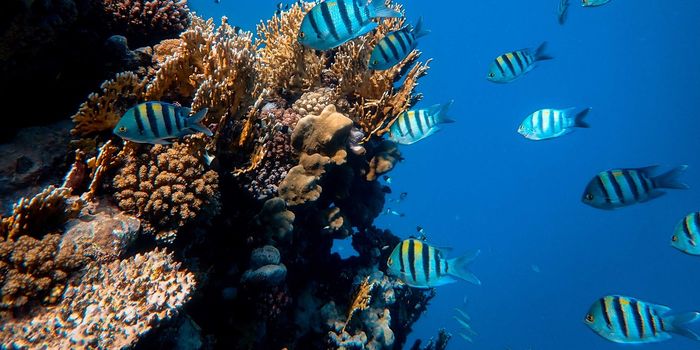Bleached Coral Reef Ecosystems May Still Support Nutrient-Rich Life