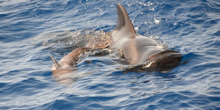 Another Whale Dies From Swallowing Plastic Bags