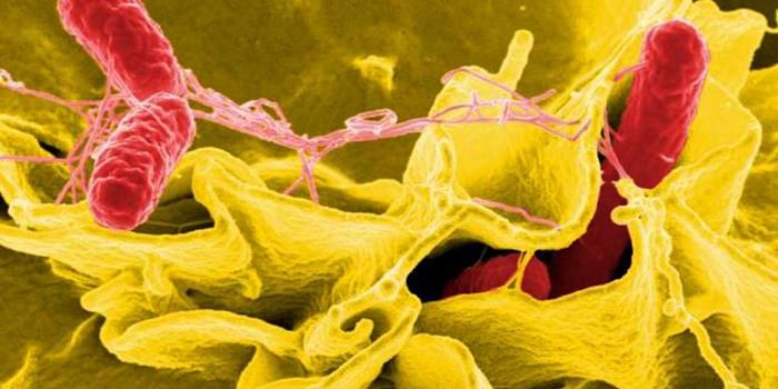 Salmonella Outbreaks Linked to Bird Feeders, Pet Turtles