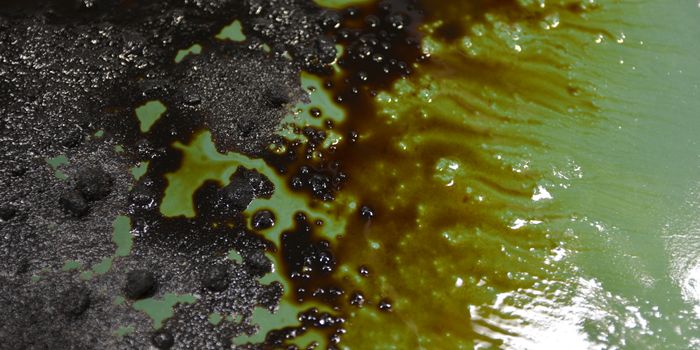 Turning Sawdust Into an oil Spill Super Sponge