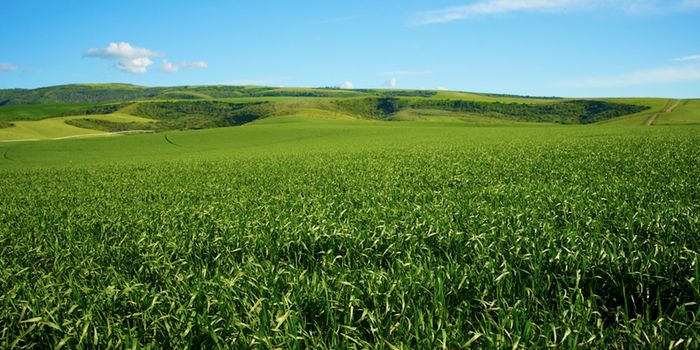 Researchers Learn How a 'Crop-Killing' Bacterium Infects Plant Cells