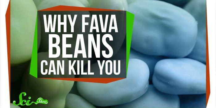 Why Fava Beans can be Deadly