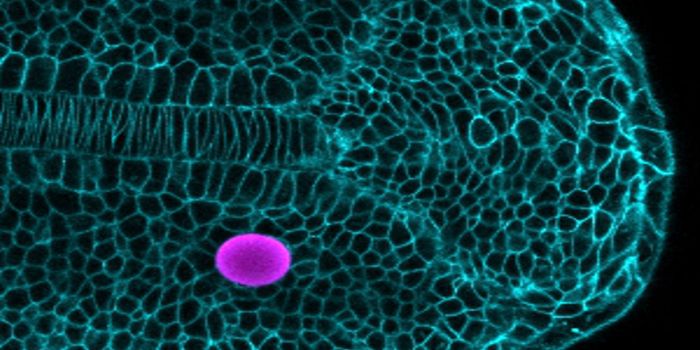 New Method can Investigate Mechanical Forces in Live Tissue