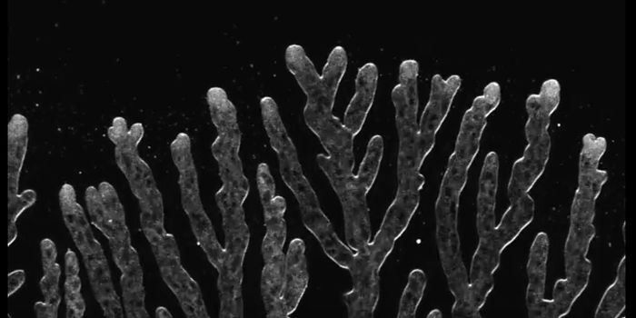 An Organism That Purposefully Mutates Its Own DNA