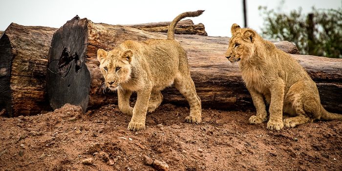 South Africa to Legally Export 800 Lion Skeletons This Year