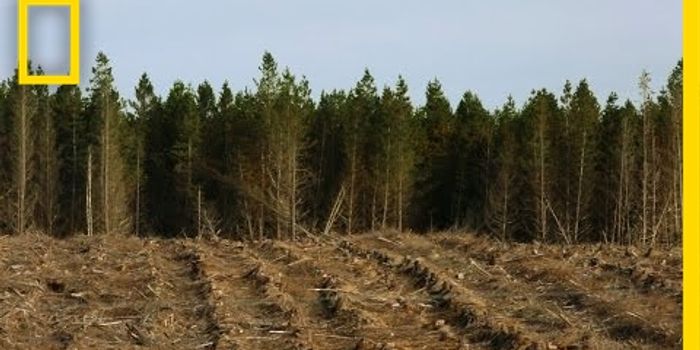 When deforestation is a good thing