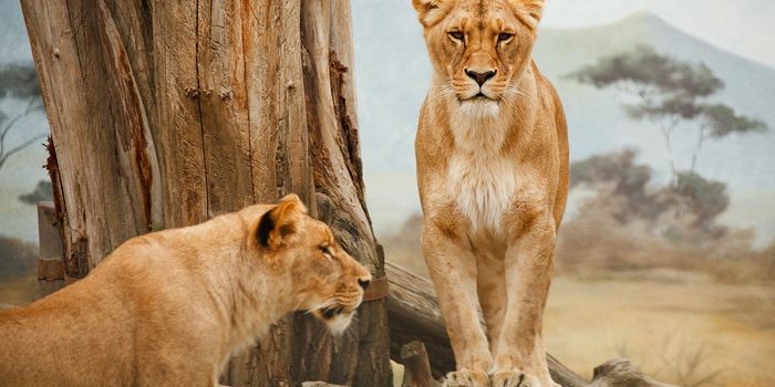 As We Keep Developing Land, Where Are the Large Carnivores Supposed to Go?