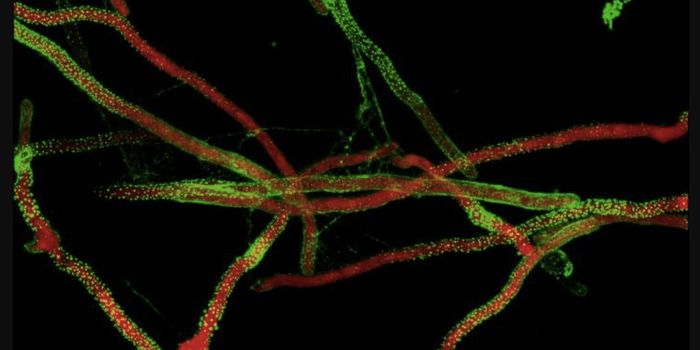 Using Enzymes to Eradicate Dangerous Biofilms