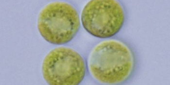 Solving the Mystery of how Multicellular Organisms Arose