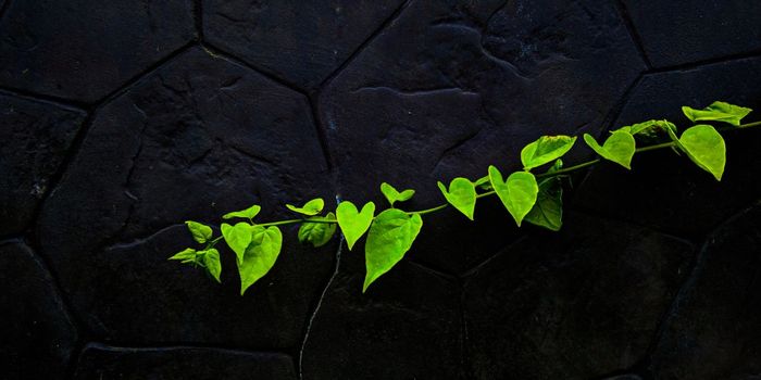 Cannabis Use in Pregnancy Linked to Infant Health Risks