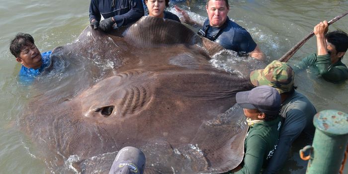 Car-Size Stingray May Be World's Largest Freshwater Fish