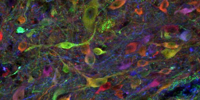Successful Neural Stem Cell Therapy Without Immunosuppression