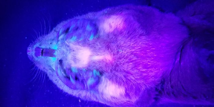 Glowing Gophers? Bioluminescence Discovered in These Rodents